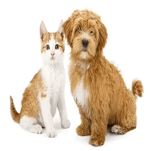 Second Vaccination
