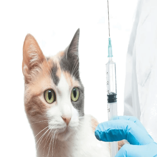 Cat Vaccination