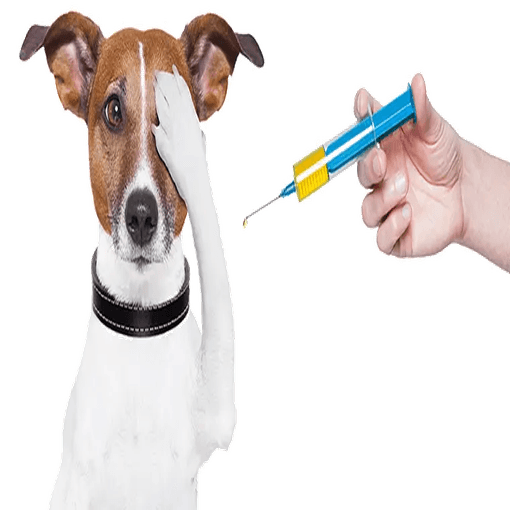 Dog Vaccination